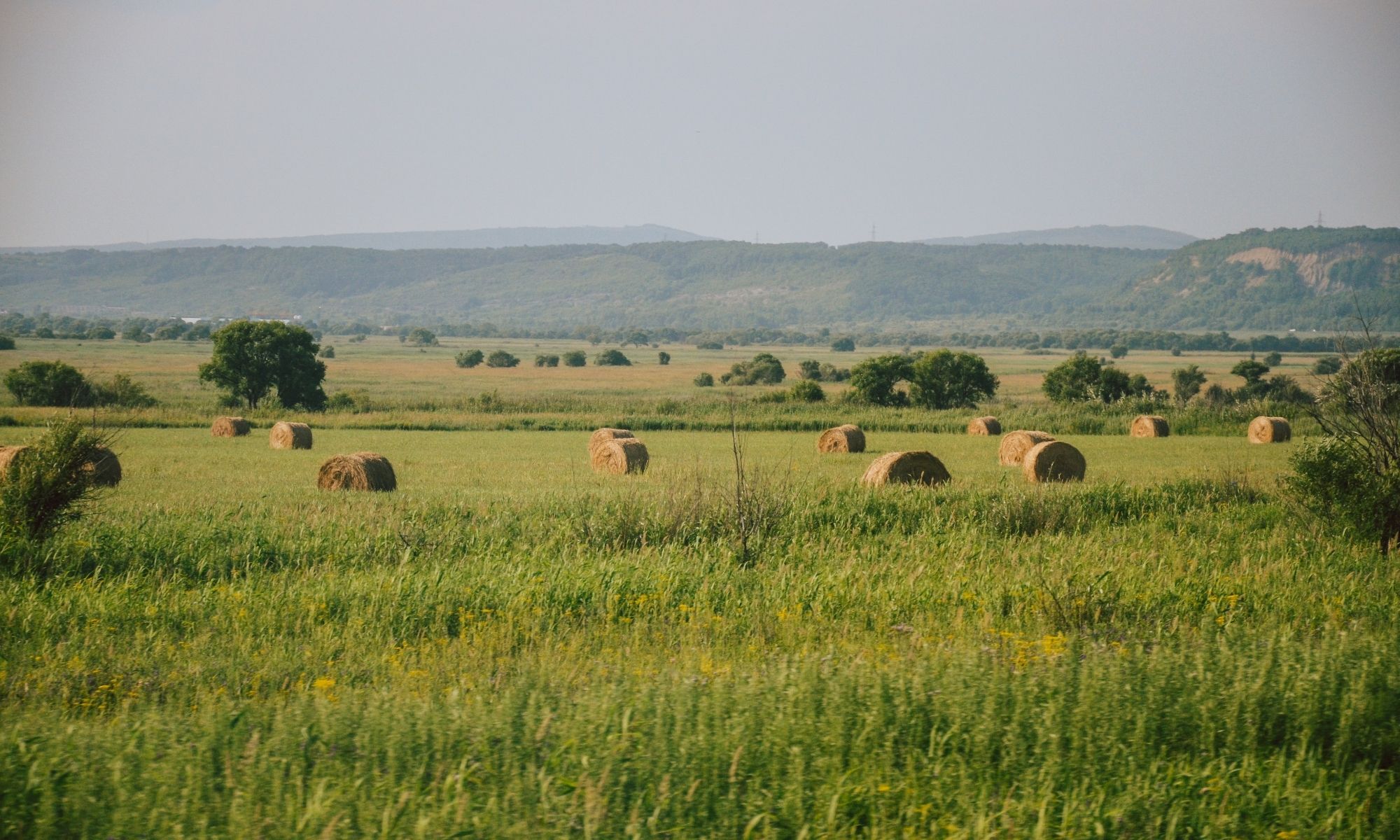 Round hay bales in a green field with distant trees and hills under a hazy sky, showing tranquility in nature's 100 Solutions.