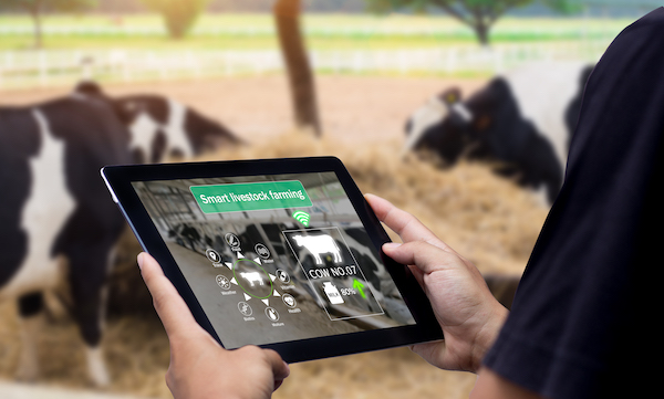 Person holds a tablet showing smart livestock farming data via wireless tech, near cows eating hay in a barn.