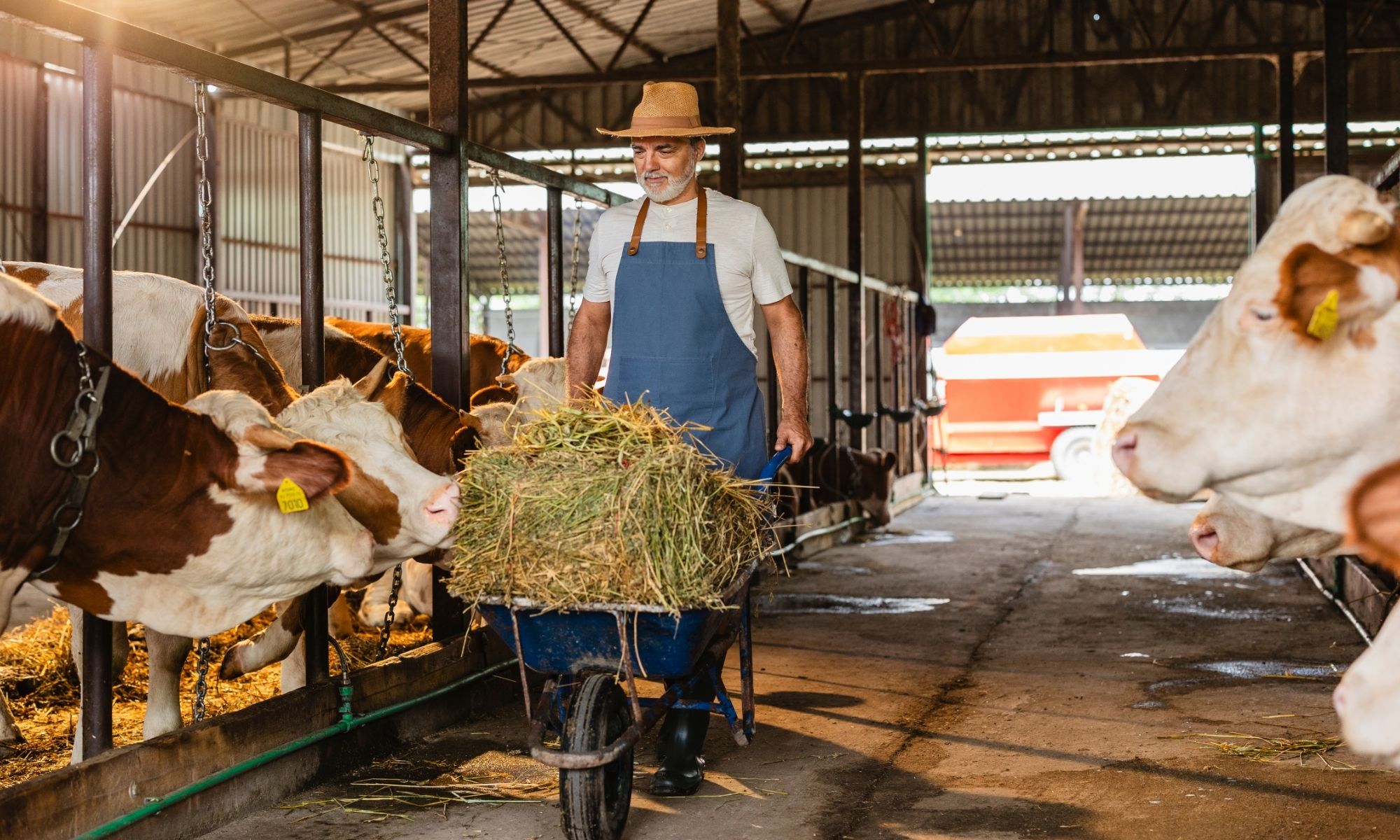 A man in overalls and hat pushes a hay-filled wheelbarrow past cows in a barn, highlighting farm agriculture security.